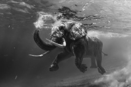 elefante_nadando_01