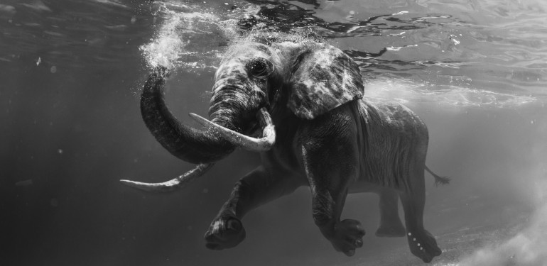elefante_nadando_01